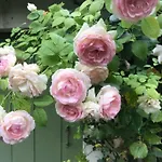 L' Ambroisie